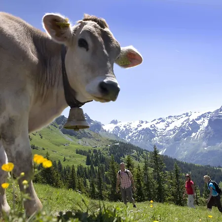 Hotel Berglodge Restaurant Ristis 2*