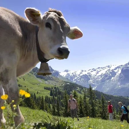 Berglodge Restaurant Ristis Engelberg
